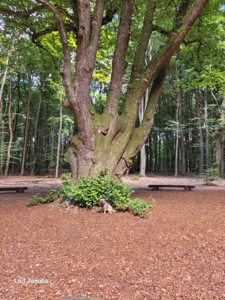 Wald Haftpflichtversicherung Waldversicherung Borderterrier
